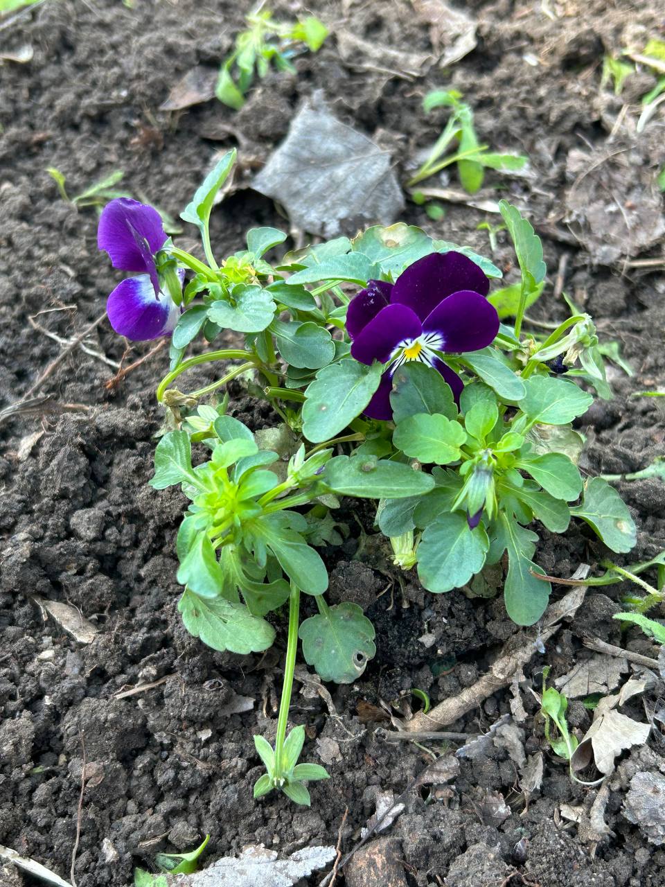 Сьогодні в дружній та натхненній атмосфері відбулася екотолока за участі колег та студентів.